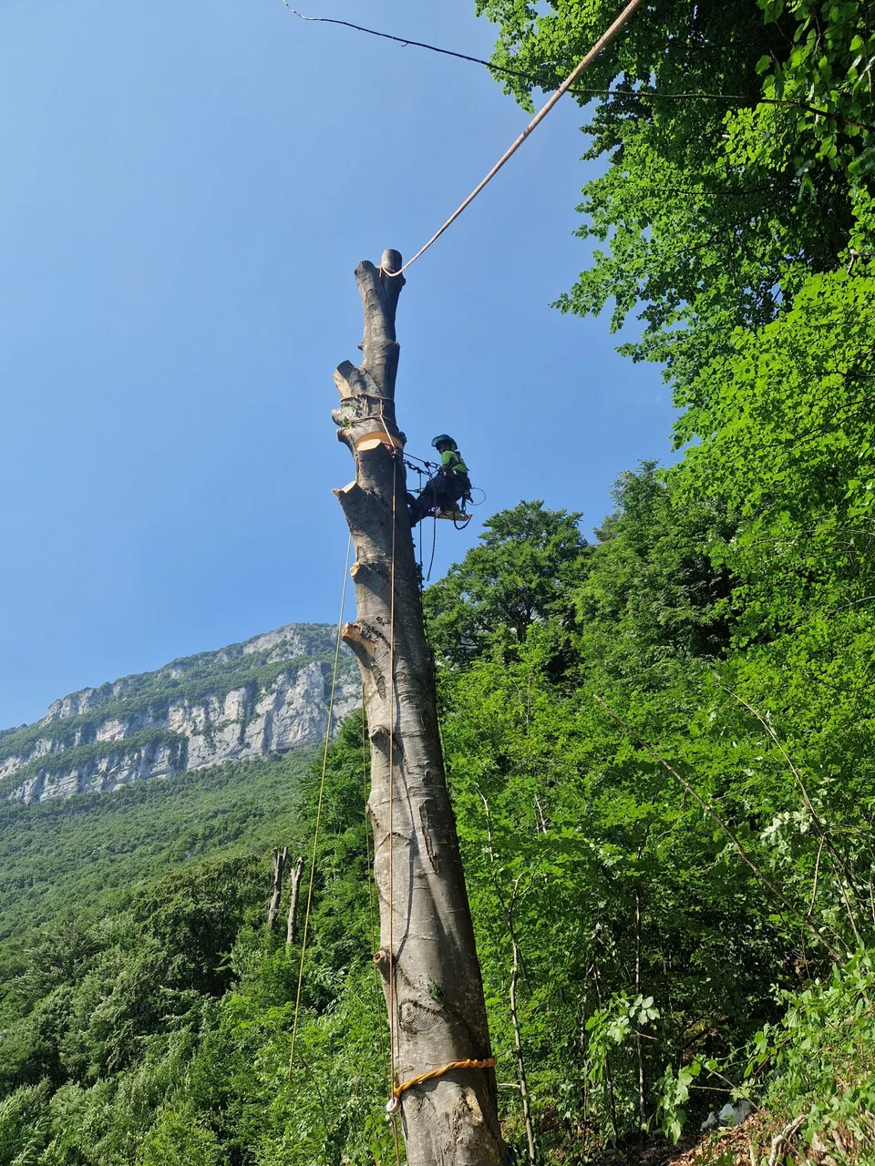 Smontaggio controllato di un albero su funi