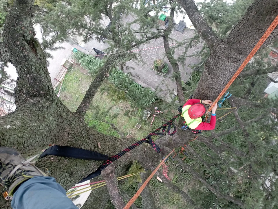 Sistema di consolidamento della chioma di un albero