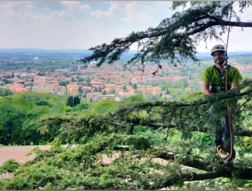 Tommaso tra i rami di un cedro