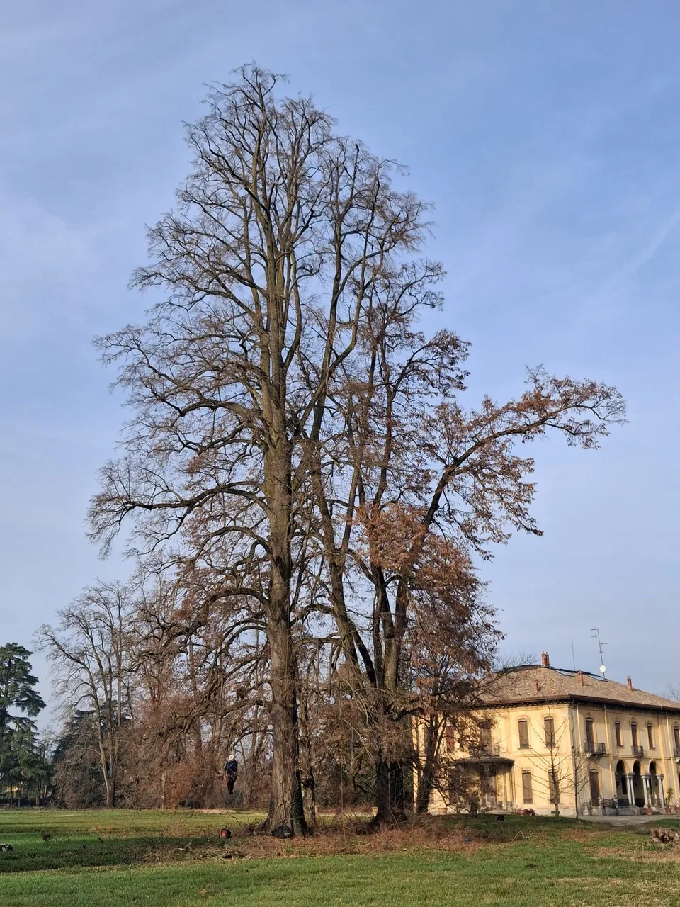 Alberi ad alto fusto nel giardino di una villa