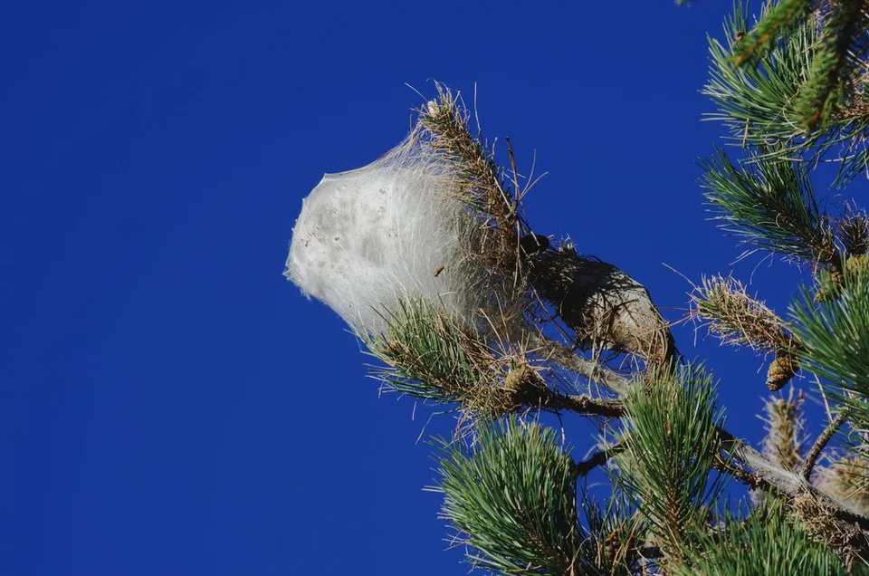 Nido di processionaria sulla chioma di un albero