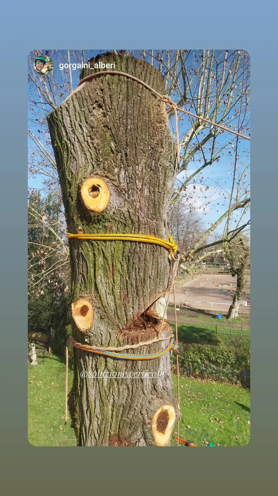 Smontaggio controllato di un albero con tecniche di rigging