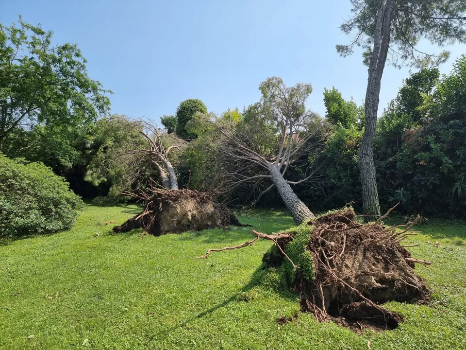 Intervento su un albero schiantato